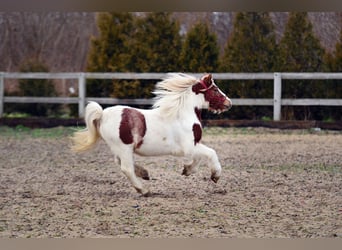 Welsh-A, Hongre, 4 Ans, 107 cm, Pinto