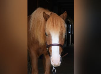 Welsh-A Croisé, Hongre, 4 Ans, 117 cm, Alezan cuivré