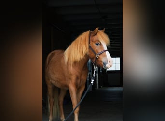 Welsh-A Croisé, Hongre, 4 Ans, 117 cm, Alezan cuivré