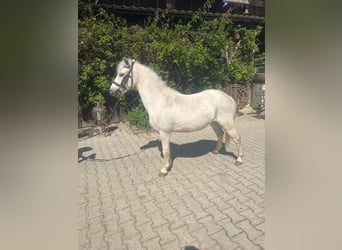 Welsh-A, Hongre, 4 Ans, 117 cm, Gris