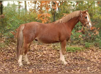 Welsh-A, Hongre, 4 Ans, 118 cm, Alezan