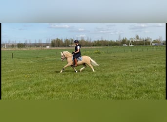Welsh-A, Hongre, 4 Ans, 118 cm, Palomino