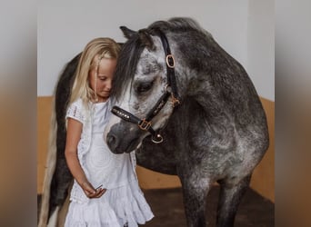 Welsh-A, Hongre, 4 Ans, 120 cm, Gris