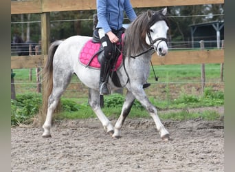 Welsh-A, Hongre, 4 Ans, 120 cm, Gris