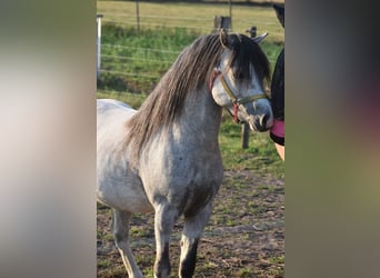 Welsh-A, Hongre, 4 Ans, 120 cm, Gris