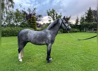 Welsh-A, Hongre, 4 Ans, 120 cm, Rouan bleu