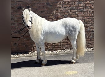 Welsh-A, Hongre, 4 Ans, 122 cm, Gris