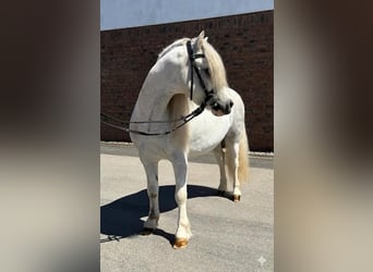 Welsh-A, Hongre, 4 Ans, 122 cm, Gris