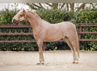 Welsh-A, Hongre, 4 Ans, 124 cm, Rouan Rouge