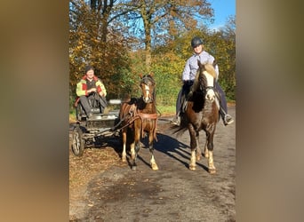 Welsh-A Croisé, Hongre, 4 Ans, 125 cm, Bai