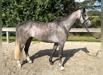 Welsh-A, Hongre, 4 Ans, 132 cm, Gris