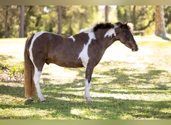 Welsh-A Croisé, Hongre, 4 Ans, 132 cm, Pinto
