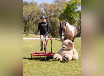 Welsh-A Croisé, Hongre, 4 Ans, 132 cm, Pinto
