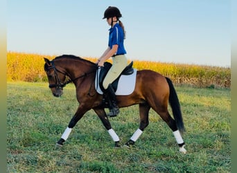 Welsh-A Croisé, Hongre, 4 Ans, 140 cm, Bai cerise