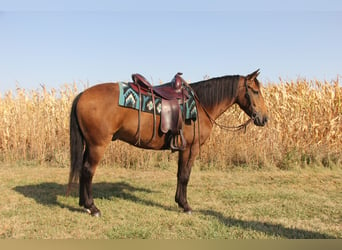 Welsh-A Croisé, Hongre, 4 Ans, 140 cm, Bai cerise