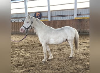 Welsh-A, Hongre, 4 Ans, Cremello