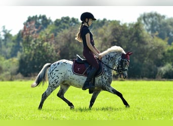 Welsh-A, Hongre, 5 Ans, 114 cm, Léopard