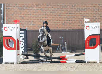 Welsh-A, Hongre, 5 Ans, 114 cm, Léopard