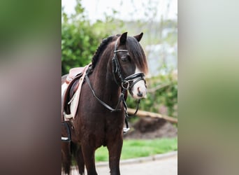 Welsh-A, Hongre, 5 Ans, 117 cm, Bai brun foncé