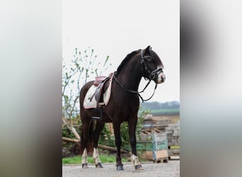 Welsh-A, Hongre, 5 Ans, 117 cm, Bai brun foncé