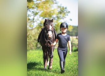Welsh-A, Hongre, 5 Ans, 117 cm, Noir