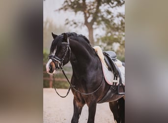 Welsh-A, Hongre, 5 Ans, 119 cm, Bai brun foncé