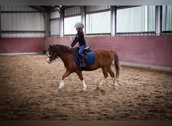 Welsh-A, Hongre, 5 Ans, 120 cm