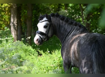 Welsh-A, Hongre, 5 Ans, 126 cm, Gris