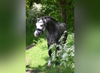 Welsh-A, Hongre, 5 Ans, 126 cm, Gris