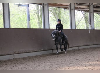 Welsh-A, Hongre, 5 Ans, 126 cm, Gris