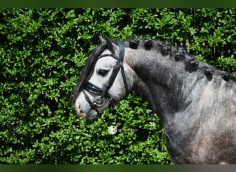 Welsh-A, Hongre, 5 Ans, 126 cm, Gris