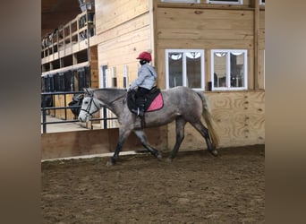 Welsh-A Croisé, Hongre, 5 Ans, 142 cm, Gris