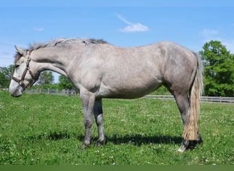 Welsh-A Croisé, Hongre, 5 Ans, 142 cm, Gris