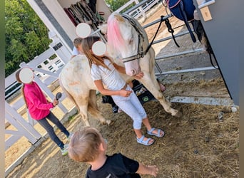 Welsh-A, Hongre, 5 Ans, Cremello