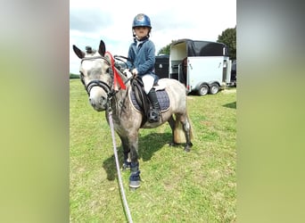 Welsh-A Croisé, Hongre, 6 Ans, 110 cm, Rouan Bleu