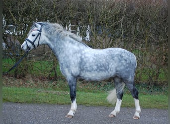 Welsh-A, Hongre, 6 Ans, 119 cm, Rouan bleu