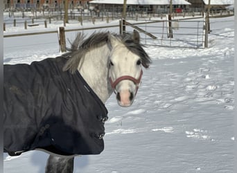 Welsh-A, Hongre, 6 Ans, 120 cm, Gris