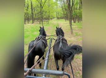Welsh-A Croisé, Hongre, 6 Ans, 121 cm, Noir