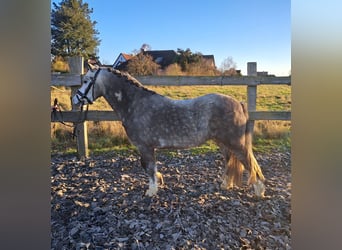 Welsh-A, Hongre, 6 Ans, 123 cm, Gris pommelé