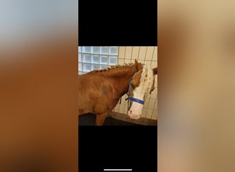 Welsh-A, Hongre, 6 Ans, 125 cm, Alezan