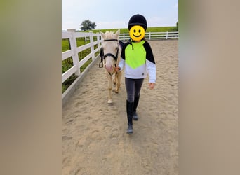 Welsh-A, Hongre, 6 Ans, 125 cm, Cremello