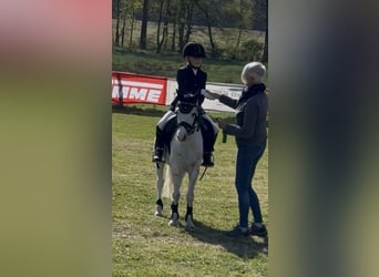 Welsh-A, Hongre, 7 Ans, 112 cm, Gris