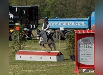 Welsh-A, Hongre, 7 Ans, 112 cm, Gris