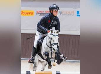 Welsh-A, Hongre, 7 Ans, 117 cm, Gris