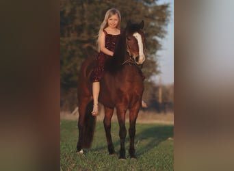 Welsh-A, Hongre, 7 Ans, 124 cm, Bai cerise