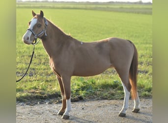 Welsh-A, Hongre, 8 Ans, 115 cm, Alezan cuivré