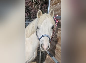 Welsh-A, Hongre, 8 Ans, 120 cm, Gris