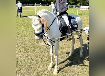 Welsh-A, Hongre, 8 Ans, 122 cm, Gris