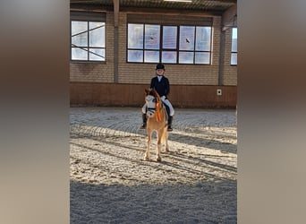 Welsh-A, Hongre, 8 Ans, 125 cm, Alezan dun