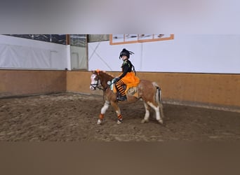 Welsh-A, Hongre, 8 Ans, 125 cm, Alezan dun